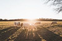 Stieren in het gouden uur