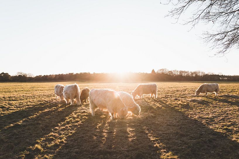 Stieren in het gouden uur von Rob Veldman