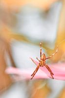 Spider in environment