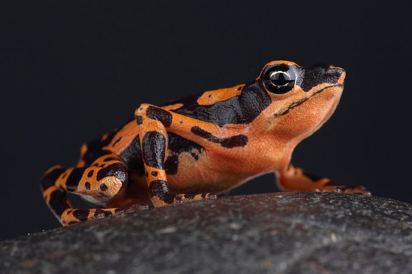 Hochmotte Harlekin-Kröte (Atelopus high-mothi) von Ronald Pol