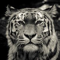 Time to stand and stare