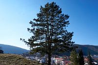 Schöner und imposanter Baum auf einem Berg mit blauem Himmel