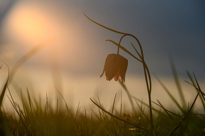 Kievitsbloem in het zonlicht, het voorjaar begint zodra deze bloem zich laat zien by Michel Knikker