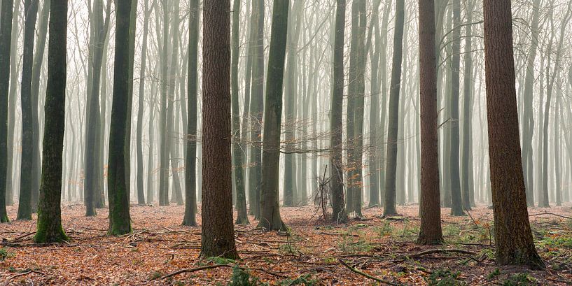 Mistig bos von Evert Jan Kip