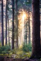 Sun and fog in a pine forest