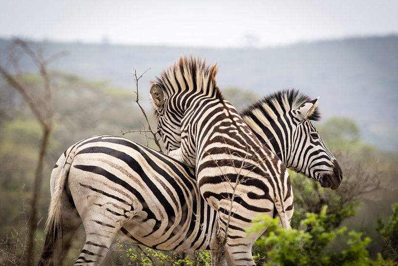 Zebras playing by Marcel Alsemgeest