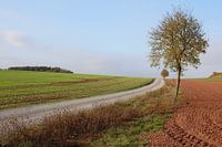 Boom met pad in herfst