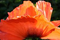 Papaver