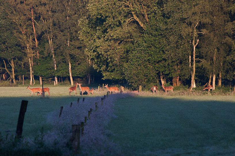 Edelherten met kalfjes in het morgenlicht.  by Evert Jan Kip