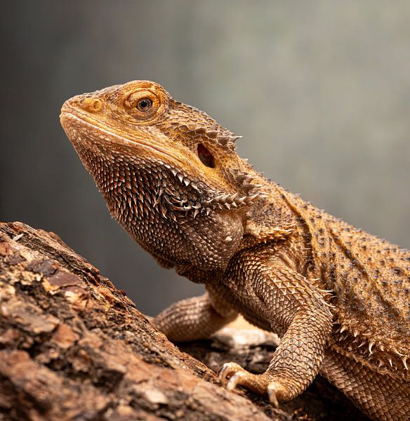 Bartagame Nahaufnahme - Detailliertes Porträt von Alvadela Design & Photography