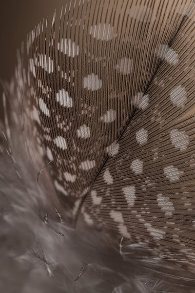 Feder (diagonal) mit Daunen von einem Perlhuhn von Marjolijn van den Berg