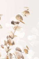 Eucalyptus Creative Gold 02