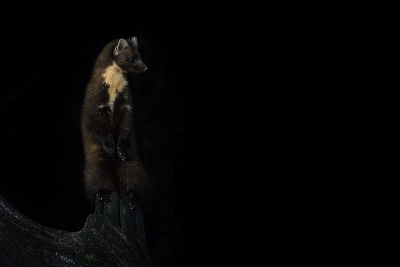 Colibri par Bert Kok