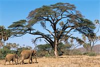 Savannah Elefant (Loxodonta africana) Mutter und Kalb, die durch das Samburu National Reserve laufen