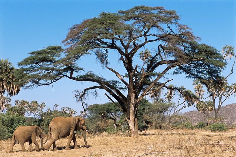 Mère et petit éléphant des savanes (Loxodonta africana) traversant la réserve nationale de Samburu. par Nature in Stock