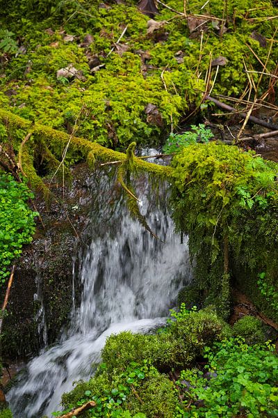 Wilderness by Daniel Dorst