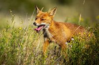 Renard roux dans un bassin de rétention d'eau