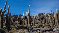 Cactuseiland in een zoutmeer gelegen in Bolivia.