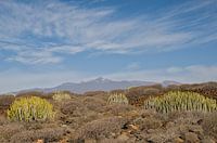 Volcanic landscape with spurge plants in Tenerife