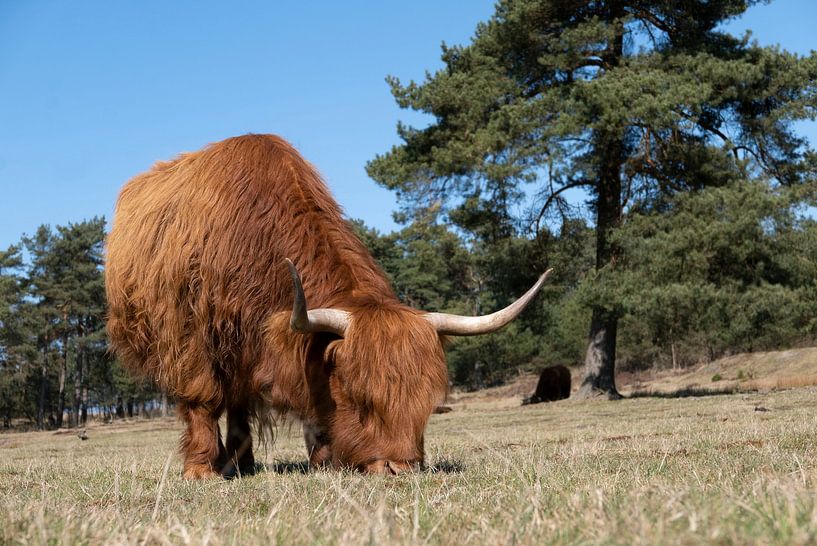 Weidende schottische Hochlandbewohner von Anjo Kan