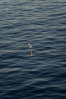 Mouette volant au-dessus de la mer au coucher du soleil