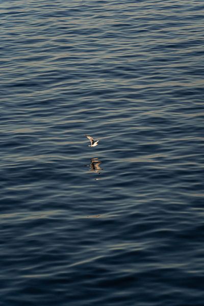 Mouette volant au-dessus de la mer au coucher du soleil par Anneloes van Acht