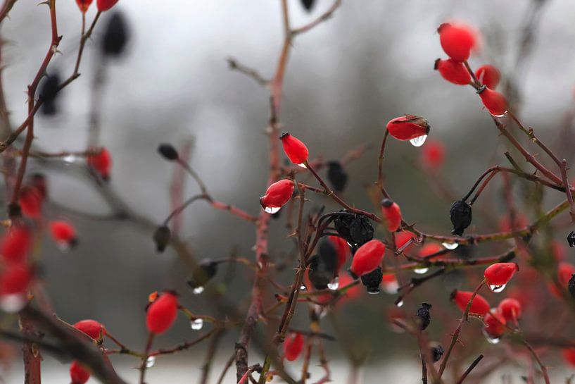 Thaw par Thomas Jäger