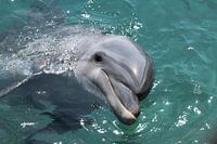 dauphin nageant en pleine mer au large des côtes d'israël