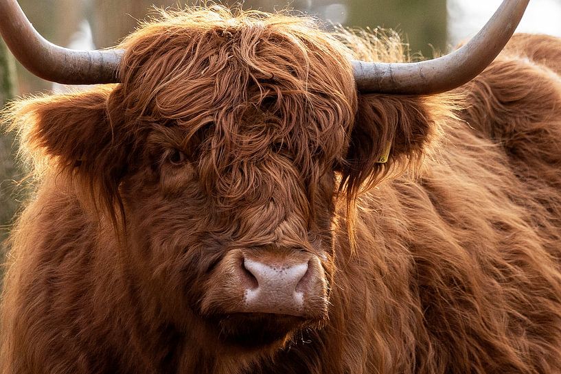 Scottish highlander straight into the lens by Thes Photography