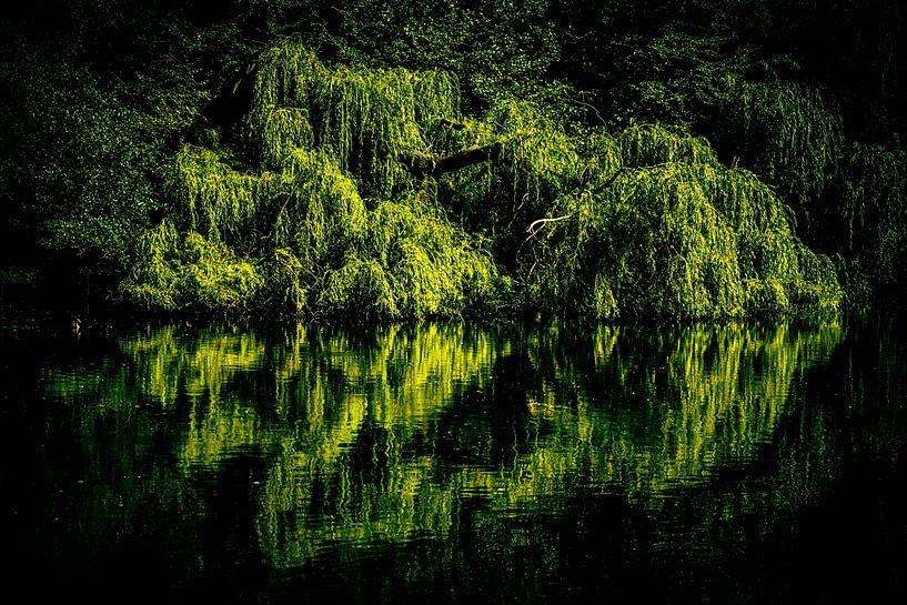 Spiegeling van treurwilg in meer van Dieter Walther