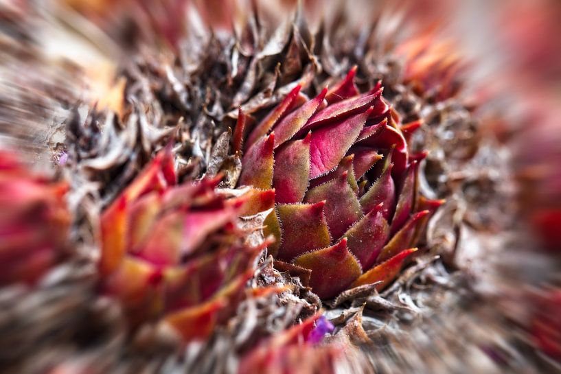 Red Succulent by Rob Boon