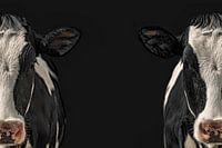 Intrigerend Duoportret van Koe - Uniek Visueel Effect en Creatieve Fotografie
