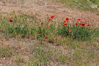rode bloemen in het veld