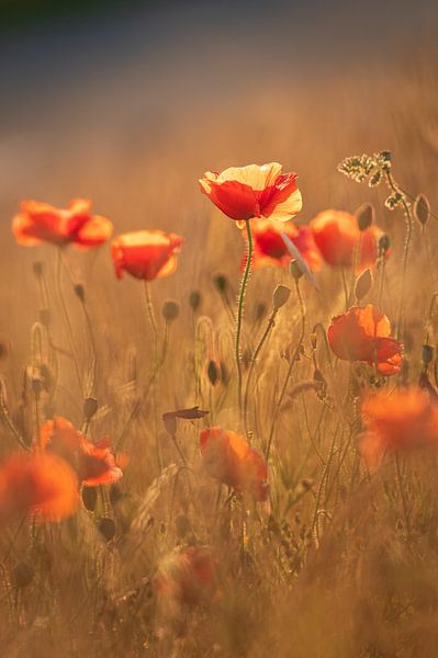 Mohnblumen auf Texel von Betere Landschapsfoto