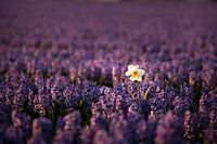 Narcis tussen de Hyacinten