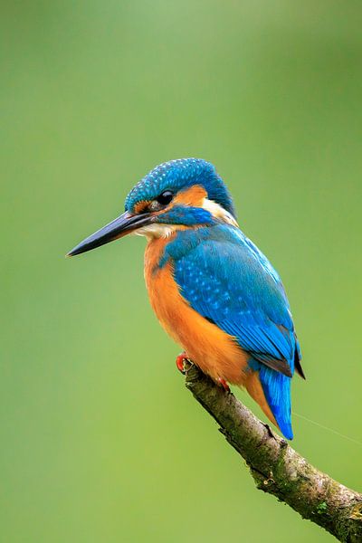 Eisvogel von Sander Meertins