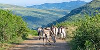 Zebras im Naturreservat Hluhluwe Nationalpark Südafrika