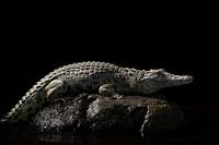 Krokodil auf schwarzem Hintergrund