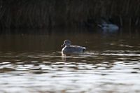 Young duckling on the water