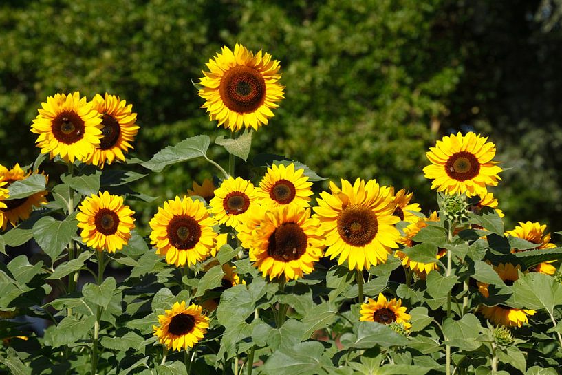 Tournesols, Tournesol, (Helianthus annuus) par Torsten Krüger