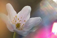 Verschneiter Waldweg