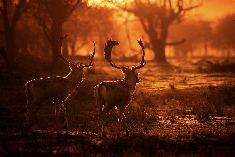 Zwei Damhirsche bei Sonnenuntergang von Albert Beukhof