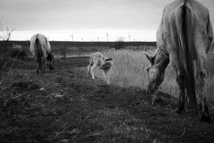 Fohlen - Slikken van de Heen (Zeeland) von Maurice Weststrate