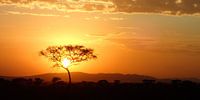 Sonnenuntergang in der Serengeti in Tansania, Afrika