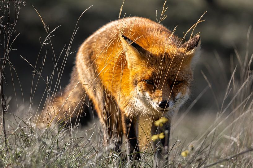 Renard dans les dunes de Kennemer par Rolf Berends