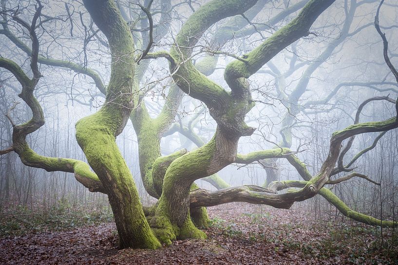 Étangs de Kratte dans le brouillard par Jürgen Schmittdiel Photography