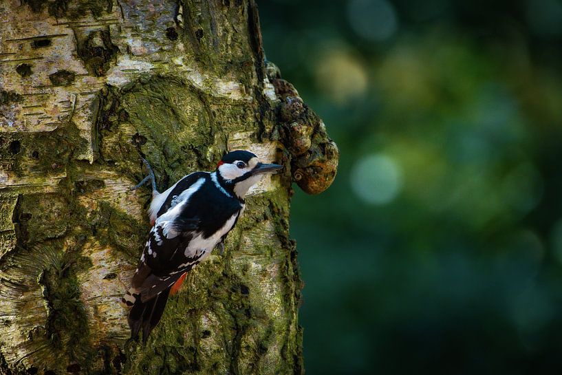 The great spotted woodpecker by Roy IJpelaar