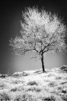 Ruhige und mystische Infrarot-Landschaft mit einsamem kahlen Baum am Hang