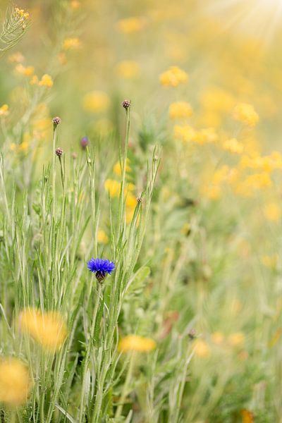 Blue cornflower amid yellow rapeseed by Mayra Fotografie