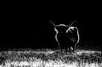 Schottischer Highlander